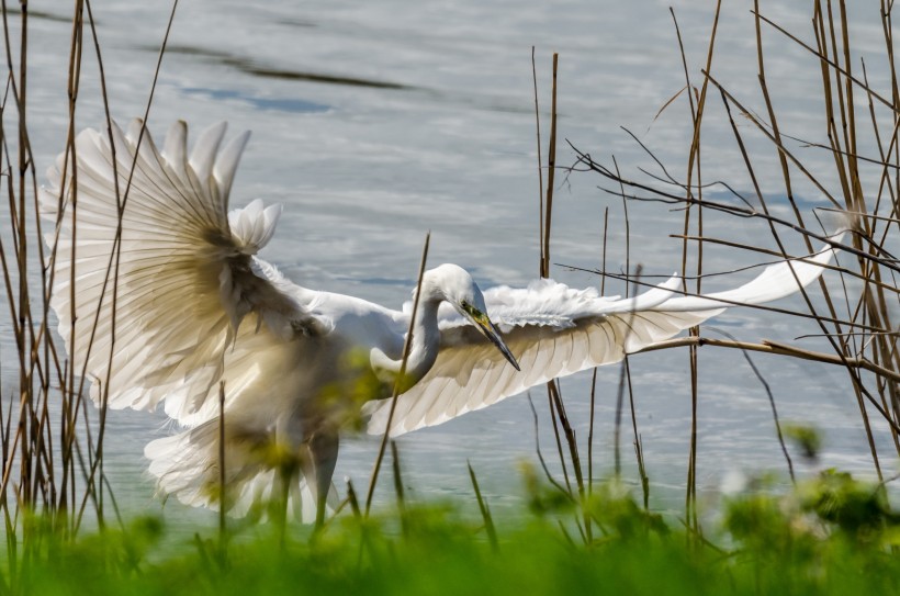 点击大图看下一张：展翅飞翔的白鹭图片