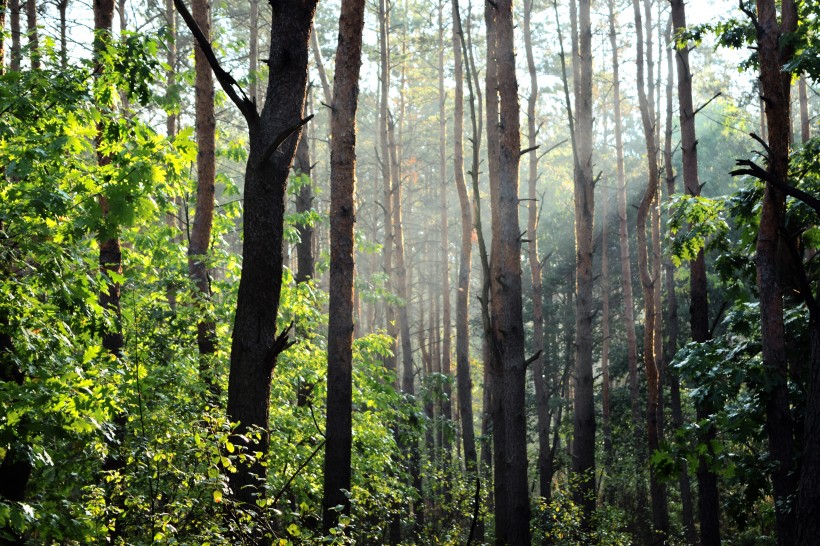 点击大图看下一张：幽静的树林图片