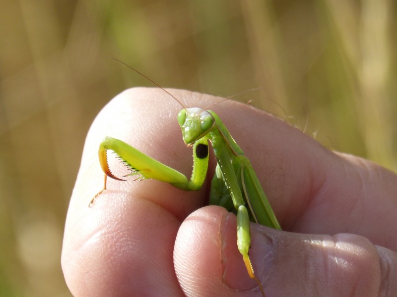 点击大图看下一张：绿色的螳螂图片