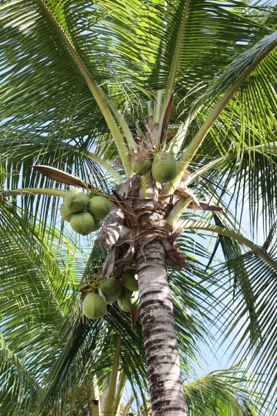 点击大图看下一张：树上的绿椰子图片