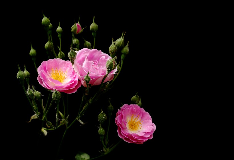 点击大图看下一张：漂亮的蔷薇图片