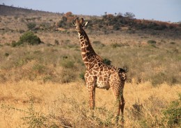 世界最高动物长颈鹿图片_11张