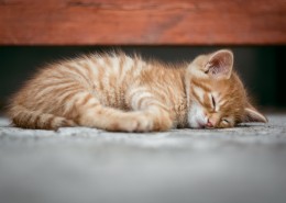 睡懒觉的小猫图片_10张