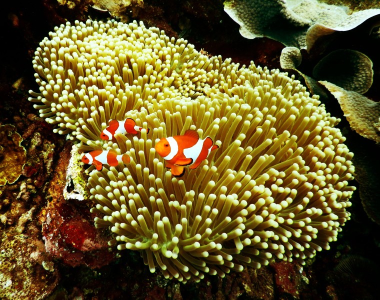 点击大图看下一张：海里的珊瑚图片