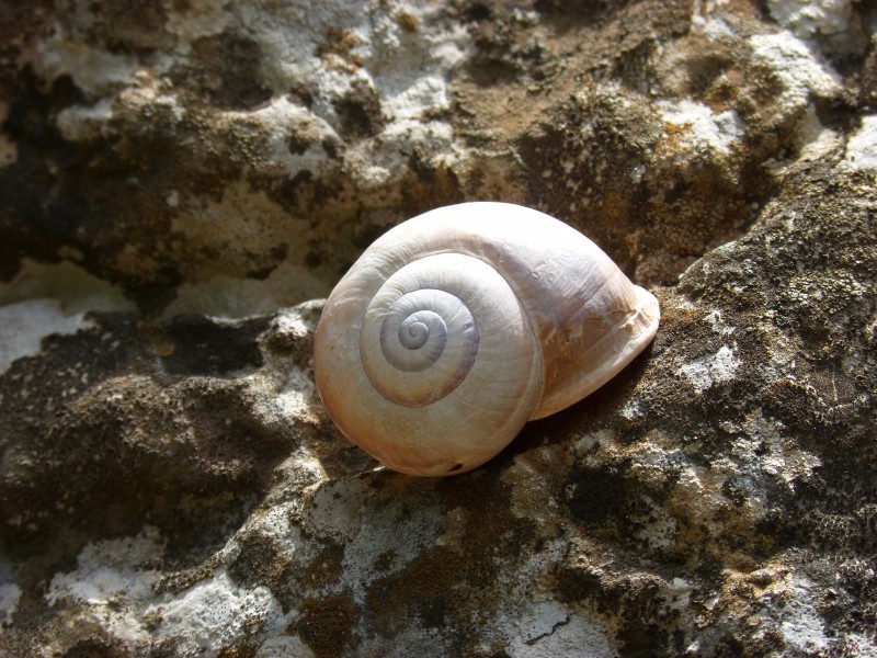 点击大图看下一张：坚硬的蜗牛壳图片