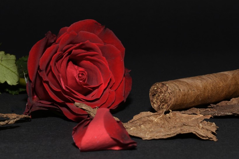 点击大图看下一张：雪茄、玫瑰和啤酒放置一起图片