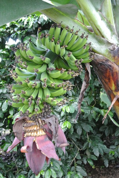 点击大图看下一张：树上未采摘的香蕉图片