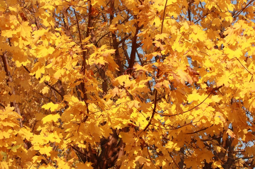 点击大图看下一张：秋天金黄色的枫叶图片