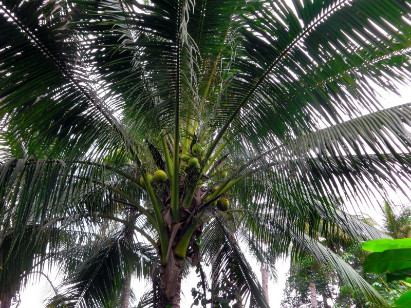 点击大图看下一张：树上的绿椰子图片