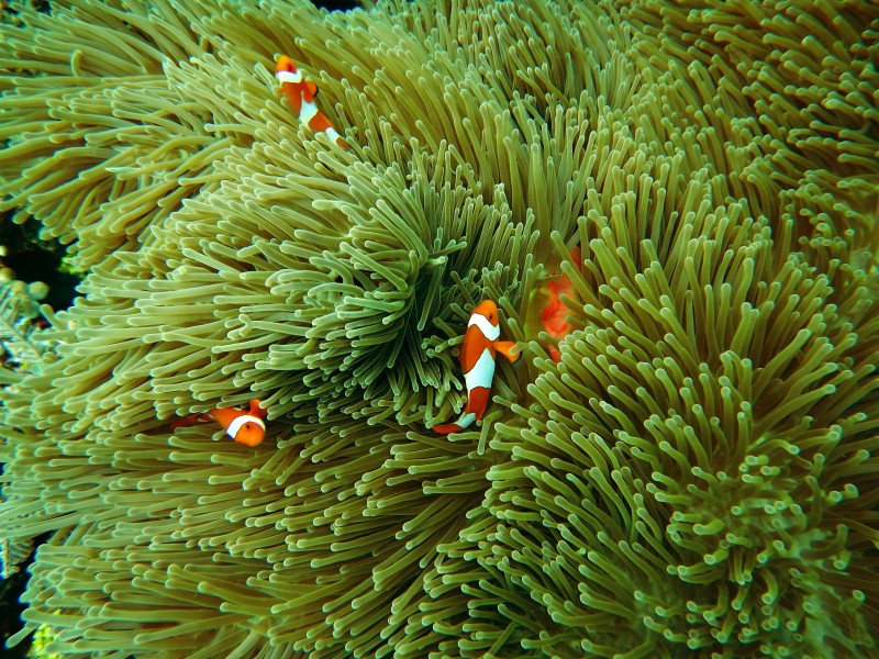 点击大图看下一张：海里的珊瑚图片