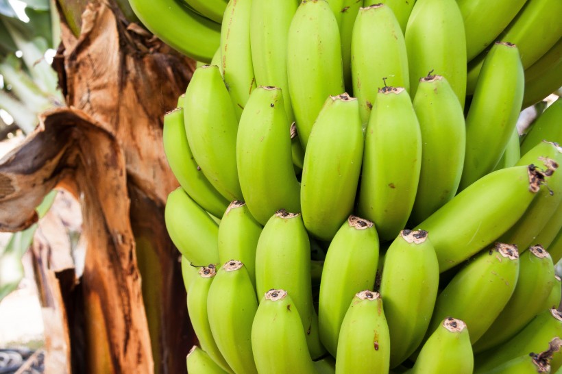 点击大图看下一张：新鲜美味的香蕉图片