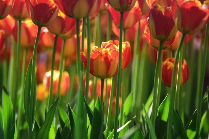 点击大图看下一张：美丽的郁金香花丛图片