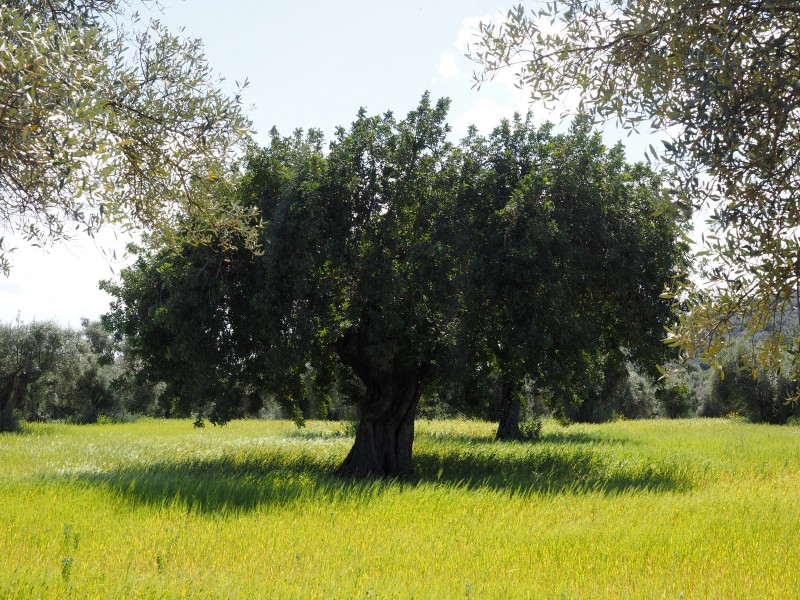 点击大图看下一张：茁壮的橄榄树图片