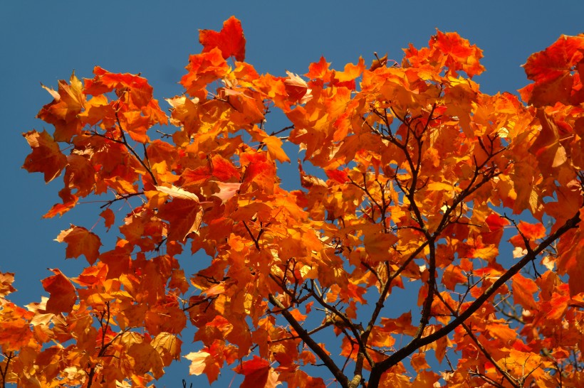 点击大图看下一张：秋季唯美枫叶图片