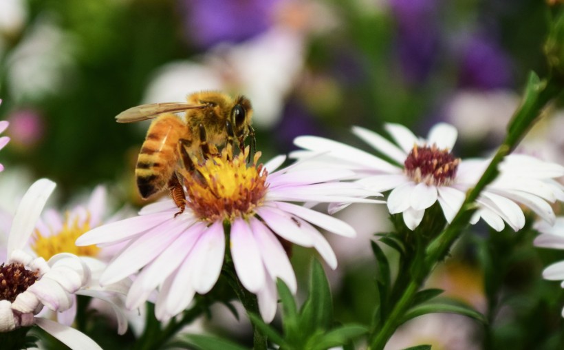点击大图看下一张：可爱的小蜜蜂图片