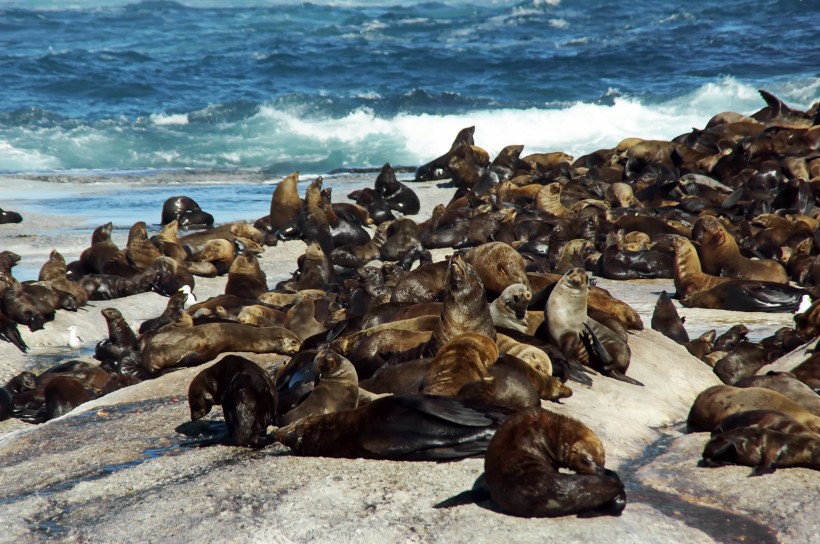 点击大图看下一张：一群慵懒的海狮图片