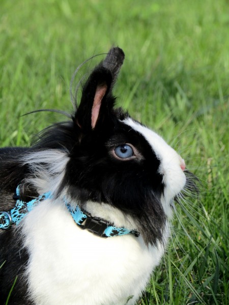 点击大图看下一张：可爱呆萌的兔子图片