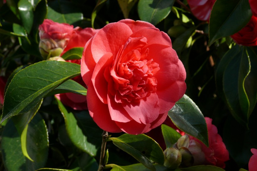 点击大图看下一张：漂亮的红茶花图片