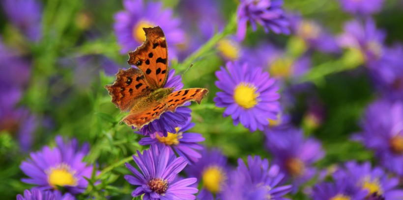 点击大图看下一张：漂亮的斑点蝴蝶图片