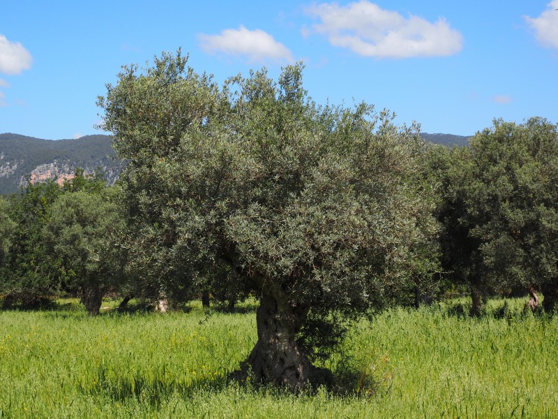 点击大图看下一张：茁壮的橄榄树图片