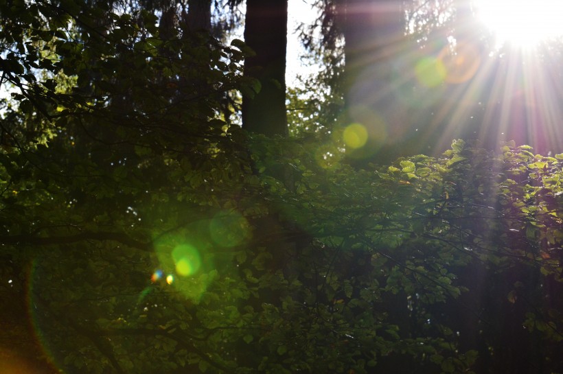 点击大图看下一张：阳光穿过树缝唯美风景图片