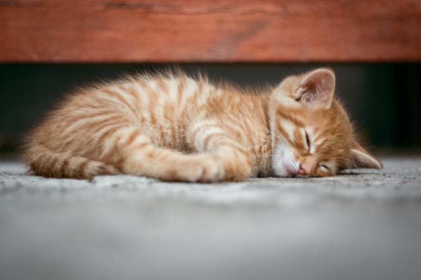 点击大图看下一张：睡懒觉的小猫图片