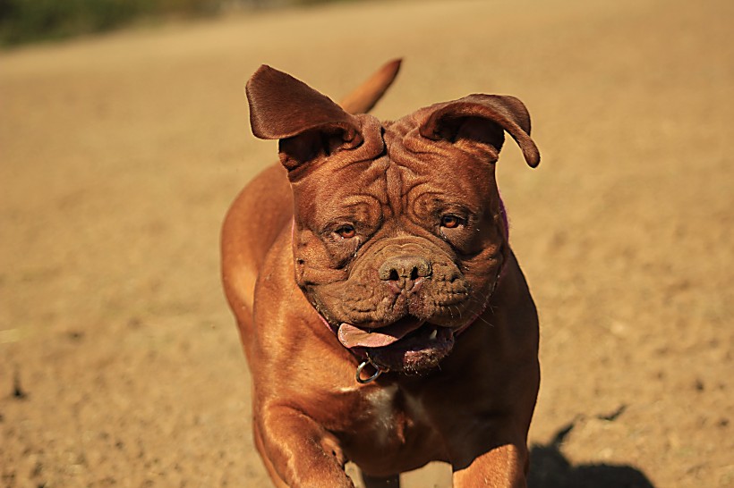 点击大图看下一张：顽皮可爱的波尔多犬图片