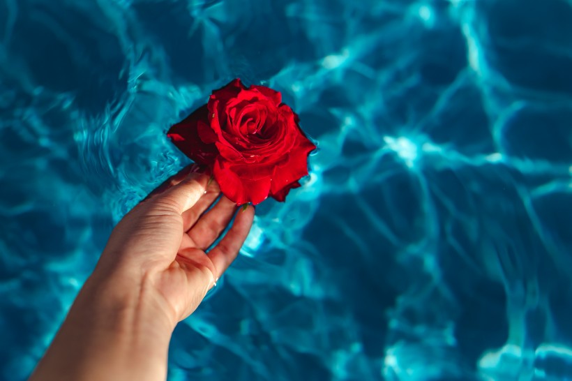 点击大图看下一张：泳池中的玫瑰图片
