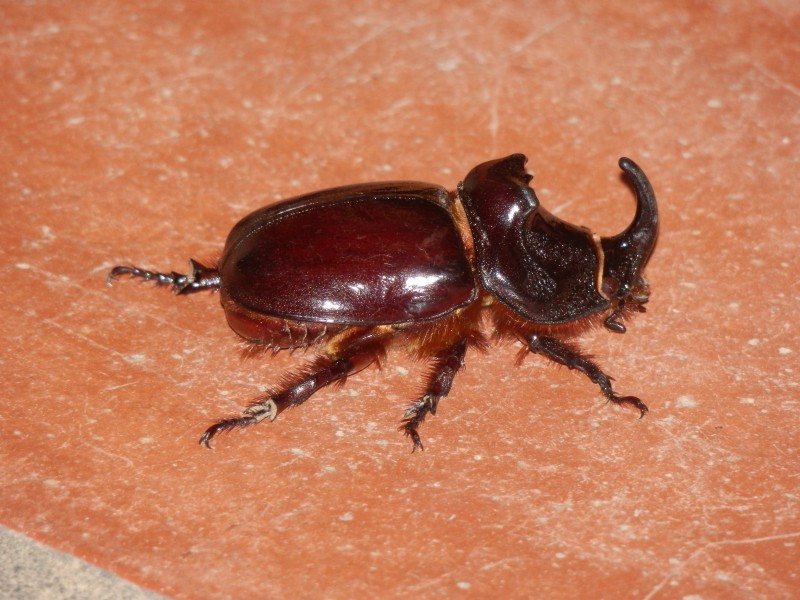 点击大图看下一张：力大惊人的犀牛甲虫图片