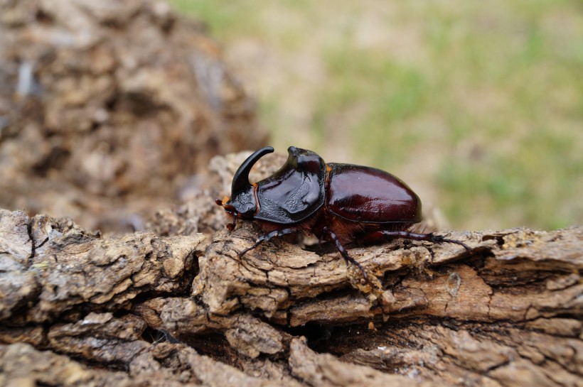 点击大图看下一张：力大惊人的犀牛甲虫图片