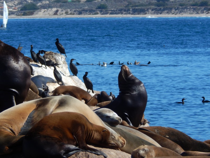 点击大图看下一张：一群慵懒的海狮图片