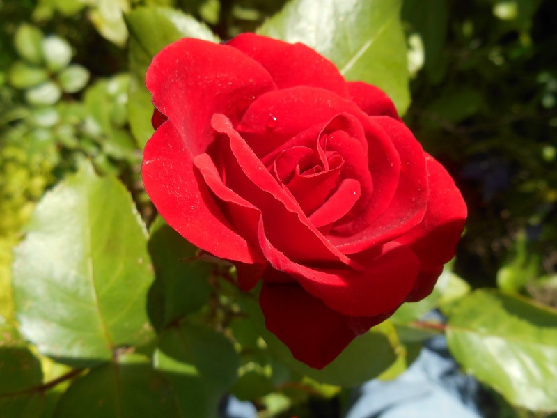 点击大图看下一张：鲜艳的红色玫瑰图片