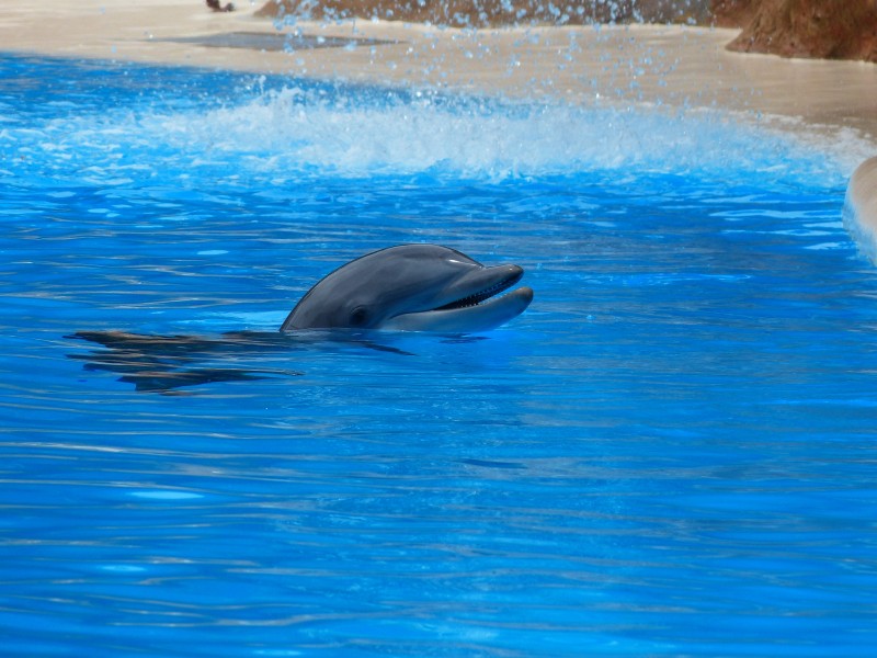 点击大图看下一张：水中的海豚图片