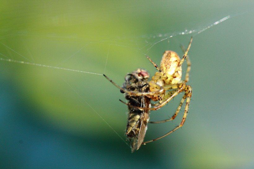 点击大图看下一张：蛛网上的蜘蛛图片