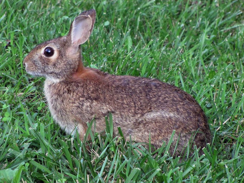 点击大图看下一张：一只野生兔子图片