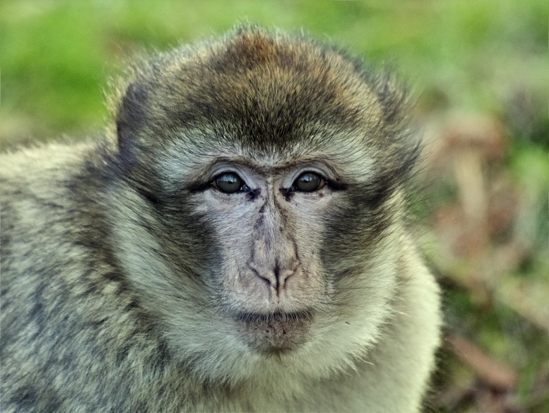 点击大图看下一张：调皮可爱的猴子图片
