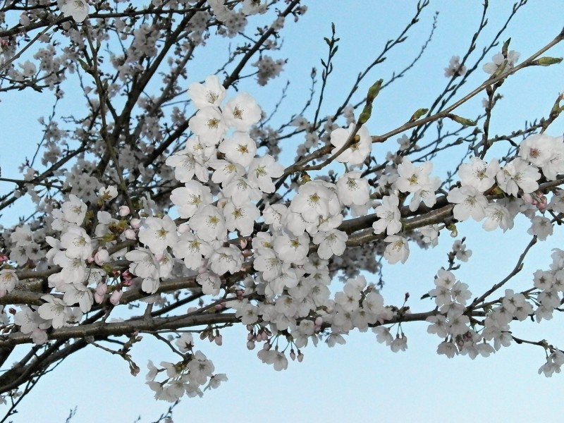 点击大图看下一张：洁白似雪的樱花图片