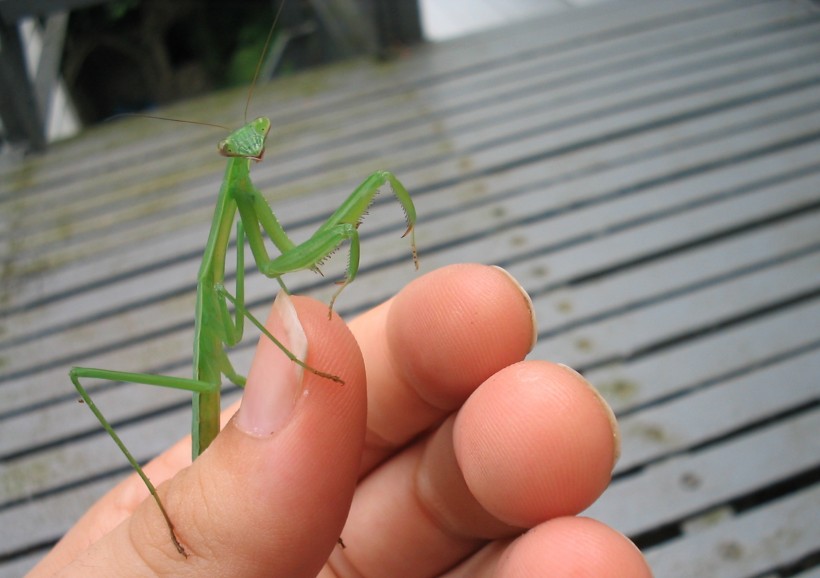 点击大图看下一张：绿色的螳螂图片