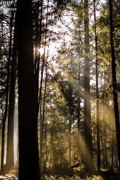 点击大图看下一张：阳光穿过树缝唯美风景图片