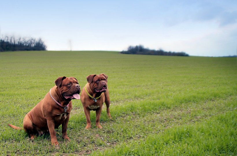点击大图看下一张：在草地玩耍的波尔多犬图片