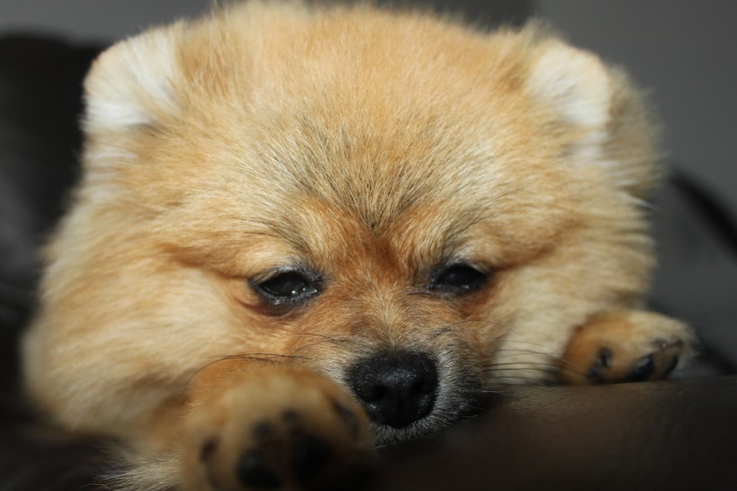 点击大图看下一张：顽皮可爱的博美犬图片