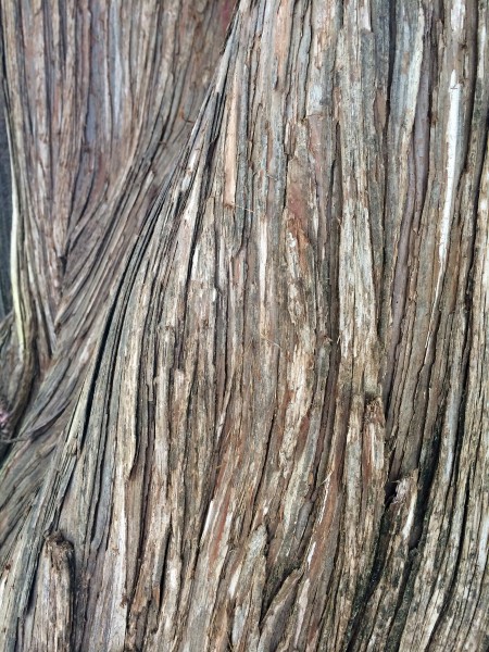 点击大图看下一张：纹络各异的树皮图片
