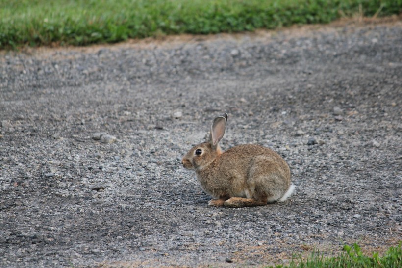 点击大图看下一张：竖起双耳的兔子图片