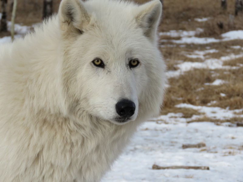 点击大图看下一张：白色的野狼图片