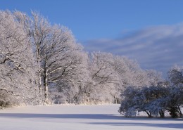 冬季唯美的森林雪景图片_16张