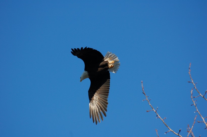 点击大图看下一张：展翅飞翔的老鹰图片