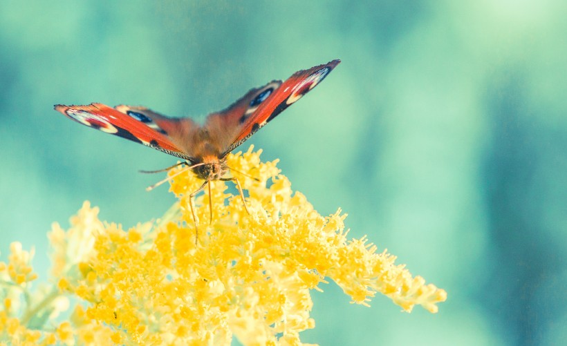 点击大图看下一张：花丛中的孔雀蝴蝶图片