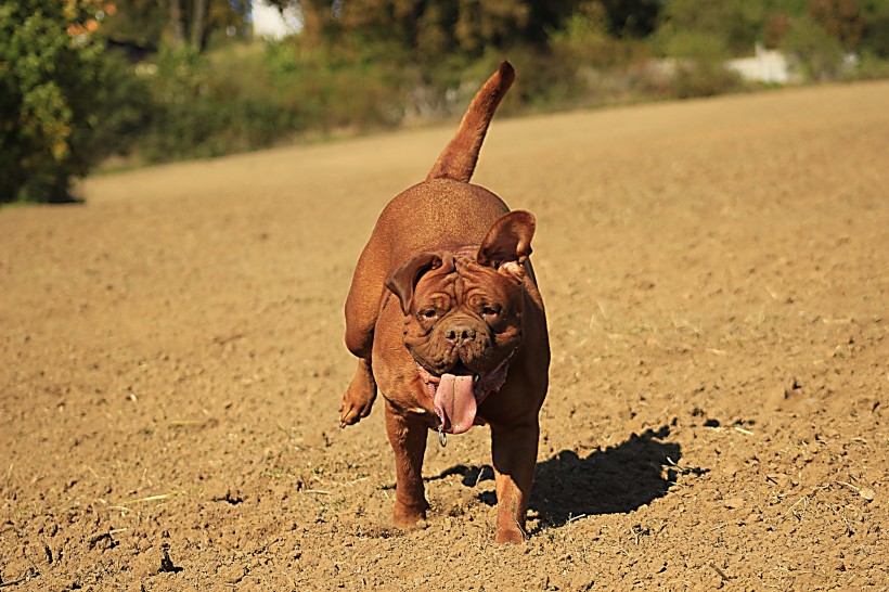 点击大图看下一张：顽皮可爱的波尔多犬图片