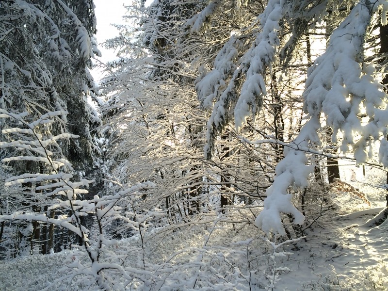 点击大图看下一张：冬季唯美的森林雪景图片