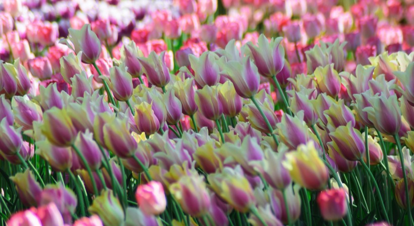 点击大图看下一张：美丽的郁金香花丛图片